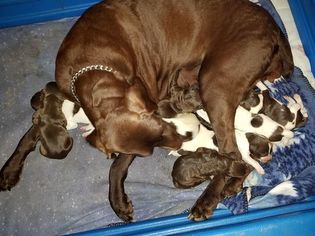 Medium German Shorthaired Pointer