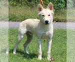 Small #3 Huskies  Mix