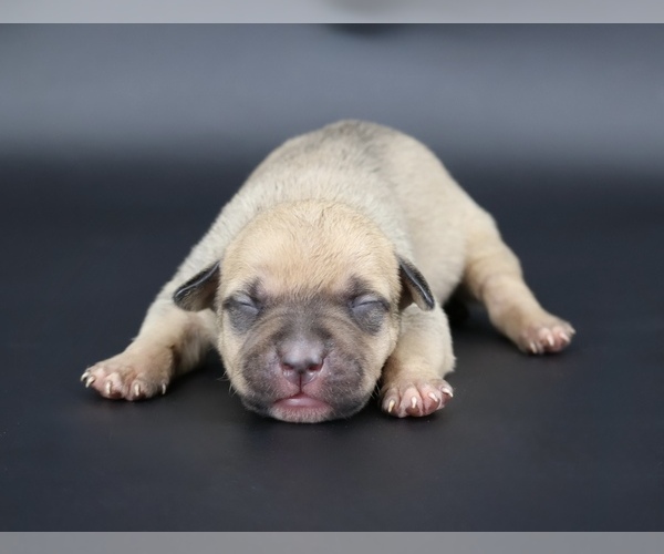 Medium Photo #1 American Bully Puppy For Sale in CHAMPAIGN, IL, USA