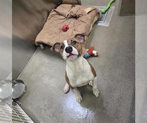 Mutt Dogs for adoption in Denver, CO, USA