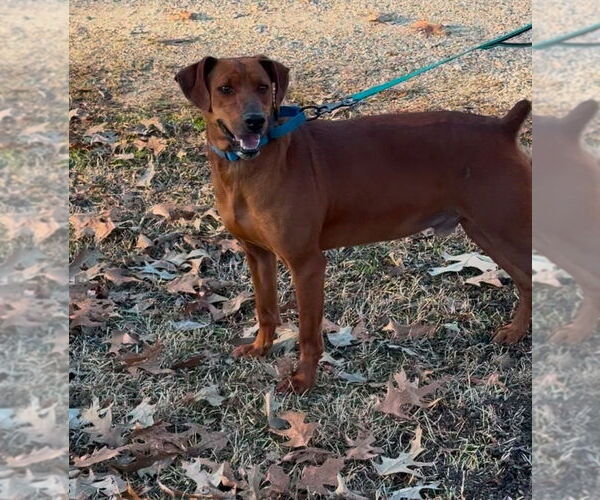 Medium Photo #7 Mountain Cur-Unknown Mix Puppy For Sale in Boston, MA, USA