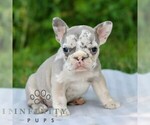 Small #2 French Bulldog