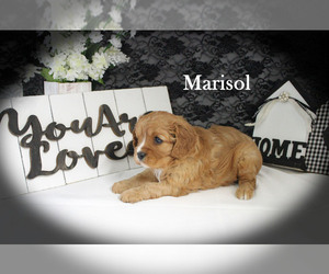 Cavalier King Charles Spaniel Puppy for sale in CHANUTE, KS, USA