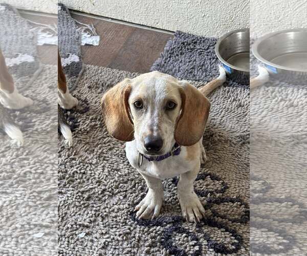 Medium Photo #1 Mutt Puppy For Sale in Turlock, CA, USA