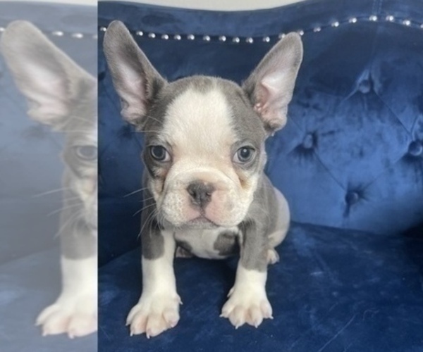 Medium Photo #5 French Bulldog Puppy For Sale in PHILADELPHIA, PA, USA