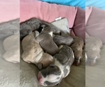 Small Photo #5 American Bully Puppy For Sale in BRUNSWICK, OH, USA
