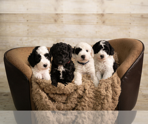 Medium Goldendoodle mix (+ Poodle Miniature)