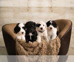 Small Goldendoodle mix (+ Poodle Miniature)