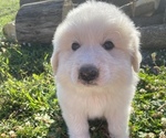 Small Photo #3 Great Pyrenees Puppy For Sale in DECATUR, IN, USA