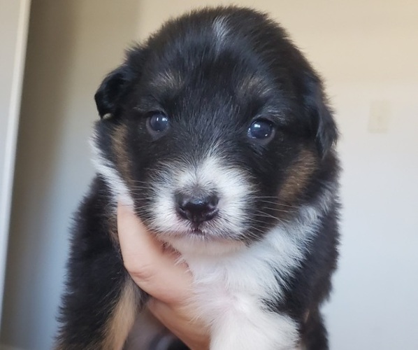 Medium Photo #1 Border-Aussie Puppy For Sale in LUBBOCK, TX, USA