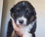 Small Photo #1 Border-Aussie Puppy For Sale in LUBBOCK, TX, USA