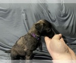 Small #1 Saint Berdoodle