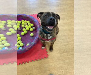 American Pit Bull Terrier Dogs for adoption in Virginia Beach, VA, USA