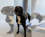 Small Labrador Retriever Mix