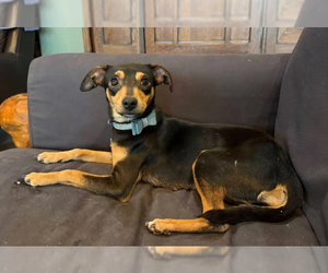 Dachshund-Unknown Mix Dogs for adoption in Wakefield, RI, USA