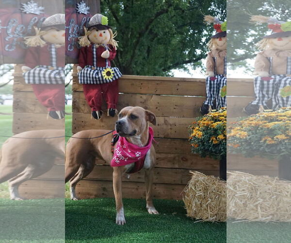 Medium Photo #24 American Pit Bull Terrier-Unknown Mix Puppy For Sale in Germantown, OH, USA