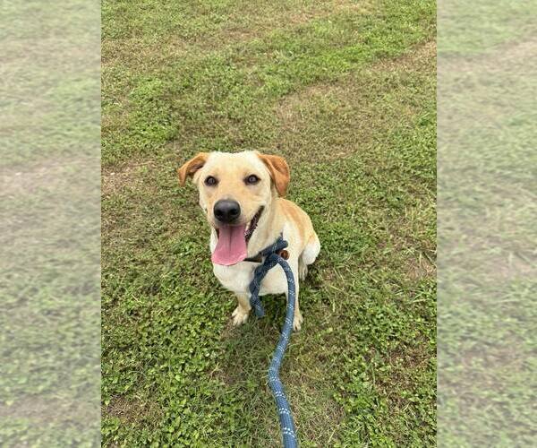 Medium Photo #3 Mutt Puppy For Sale in Abbeville, LA, USA