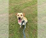 Small #2 Mutt