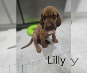 Bloodhound Puppy for sale in TRENTON, TX, USA