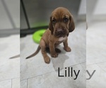 Small Bloodhound