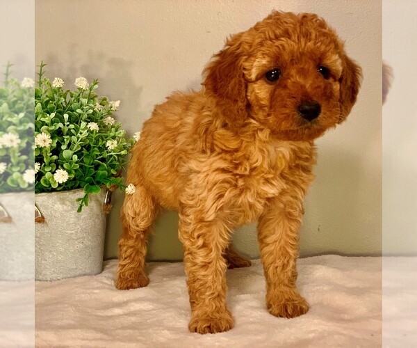 Medium Photo #6 Goldendoodle-Poodle (Miniature) Mix Puppy For Sale in NEWPORT, PA, USA