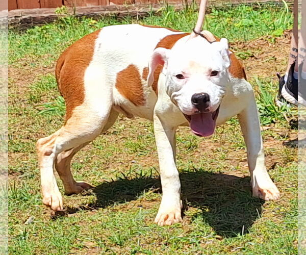 Medium Photo #4 American Pit Bull Terrier-Unknown Mix Puppy For Sale in Wetumpka, AL, USA