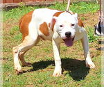 Small #3 American Pit Bull Terrier Mix