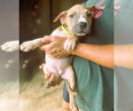 Small Photo #4 Mutt Puppy For Sale in Jackson, MS, USA