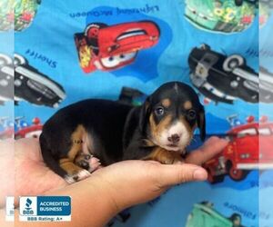 Dachshund Puppy for sale in WINNSBORO, LA, USA