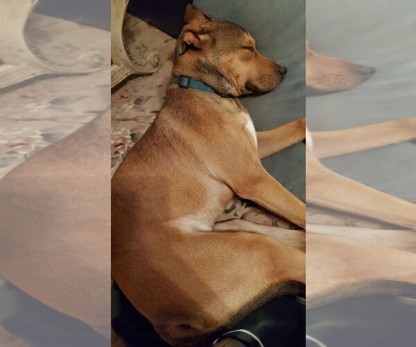 Medium Photo #2 Mutt Puppy For Sale in Woodland Hills, CA, USA