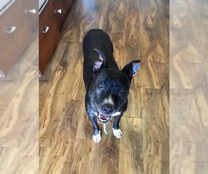 Xena Girl - Female American Pit Bull Terrier-American Staffordshire Terrier Mix Dog for Adoption - Photo #2