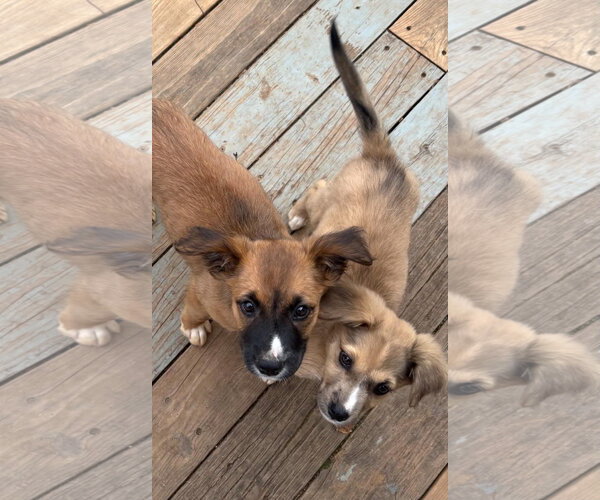 Medium Photo #2 Mutt Puppy For Sale in Forest, VA, USA