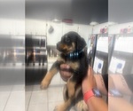 Small #7 Rottweiler