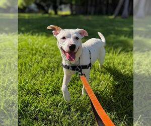 Boxer-Unknown Mix Dogs for adoption in Pompano Beach , FL, USA