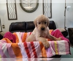 Puppy Girl G5 Golden Retriever