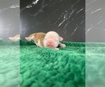 Small Photo #43 Boston Terrier Puppy For Sale in TULARE, CA, USA