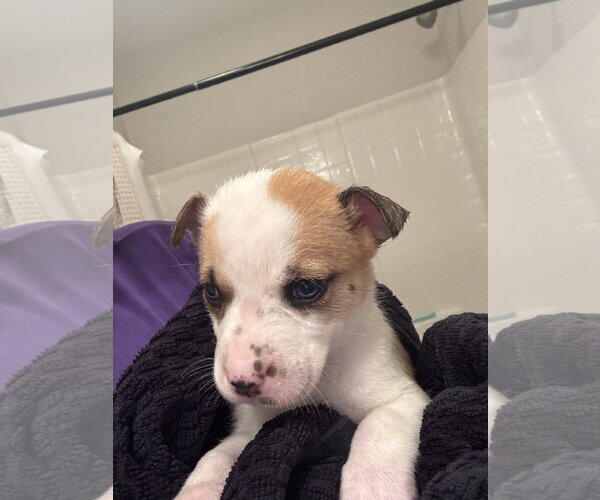 Medium Photo #4 Catahoula Leopard Dog-Mountain Cur Mix Puppy For Sale in Holly Springs, NC, USA