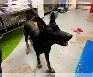 German Shepherd Dog Dogs for adoption in Ocala, FL, USA