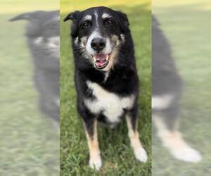 Border-Aussie Dogs for adoption in Thief River Falls, MN, USA
