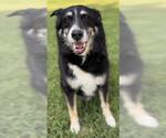 Small Border-Aussie