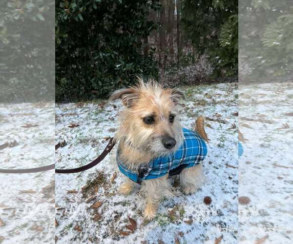 Medium Photo #5 Mutt Puppy For Sale in Spring Lake, NC, USA