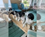 Small Photo #8 Bernedoodle Puppy For Sale in POINTBLANK, TX, USA