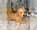 Small #17 Goldendoodle mix (+ Poodle Miniature)