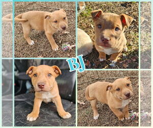 Carolina Dog-Great Pyrenees Mix Dogs for adoption in Blacksburg, SC, USA