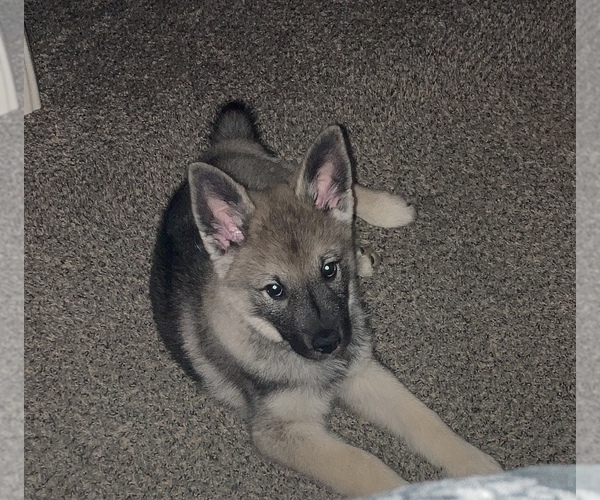 Medium Photo #1 Norwegian Elkhound Puppy For Sale in KOKOMO, IN, USA