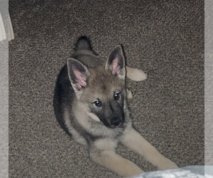 Norwegian Elkhound Puppy for sale in KOKOMO, IN, USA