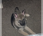 Small Norwegian Elkhound