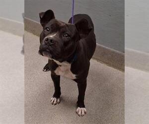 Mutt Dogs for adoption in Las Vegas, NV, USA