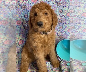 Goldendoodle-Poodle (Standard) Mix Puppy for sale in DALLAS, WI, USA