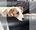 Small #5 Labrador Retriever Mix